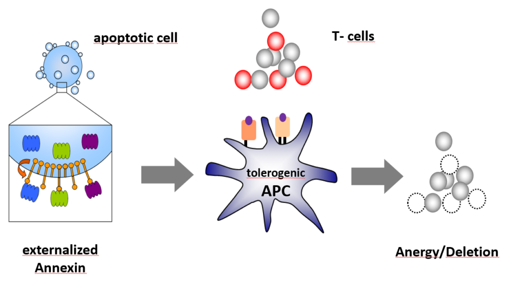 2 | Annexin on apoptotic cells induces peripheral tolerance