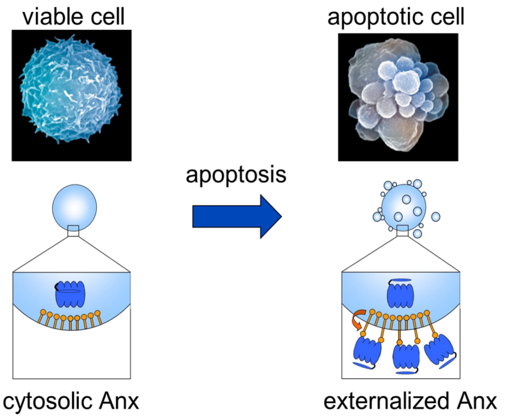 1 | Apoptotic cells expose Annexin