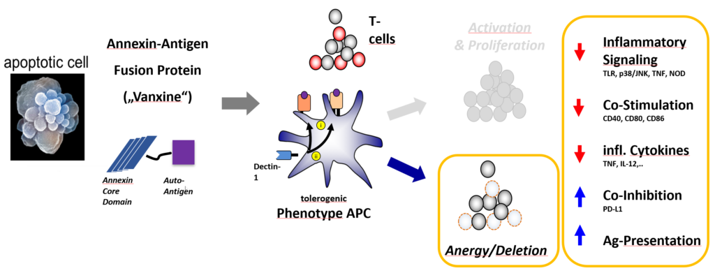 3 | We mimic the physiologic principle by using fusion proteins (“Vanxines”)